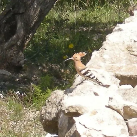 Vakantiehuis Casa Almendra